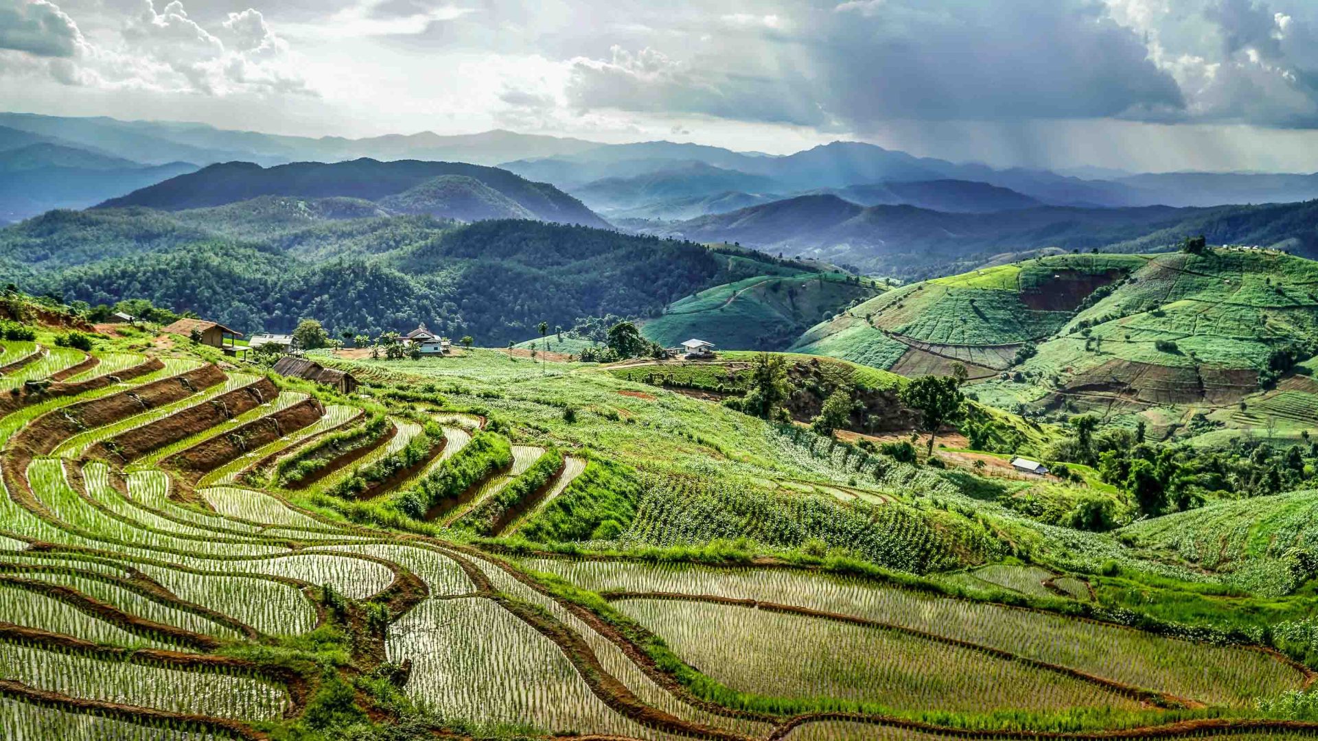 Green rice fields and mountains.