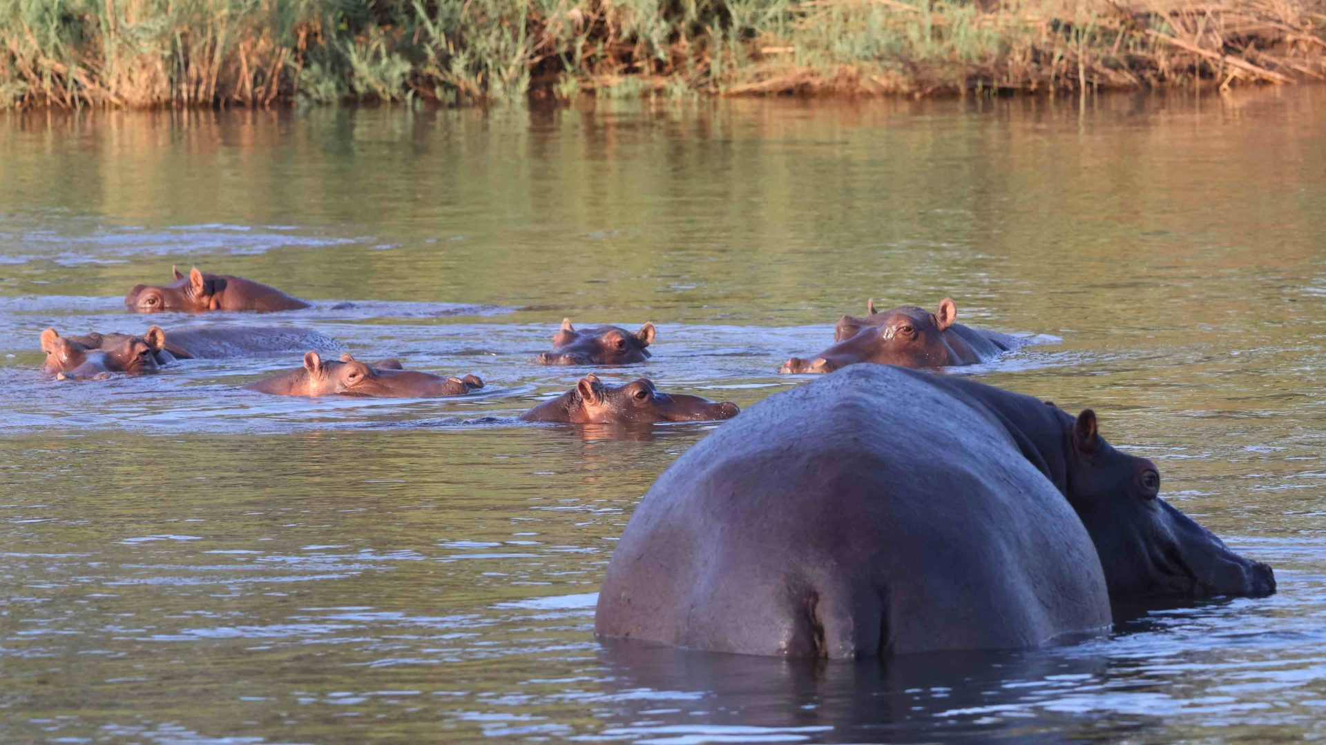 Can a superstar hippo help save Africa’s rainforests?