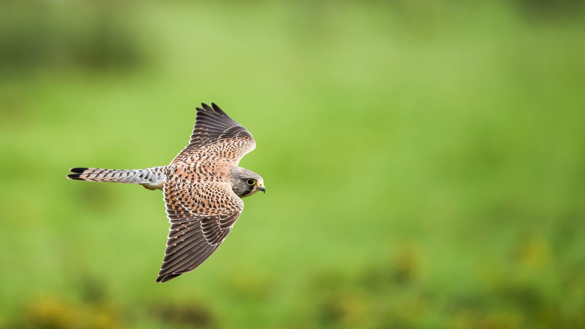 A kestrel in flight.