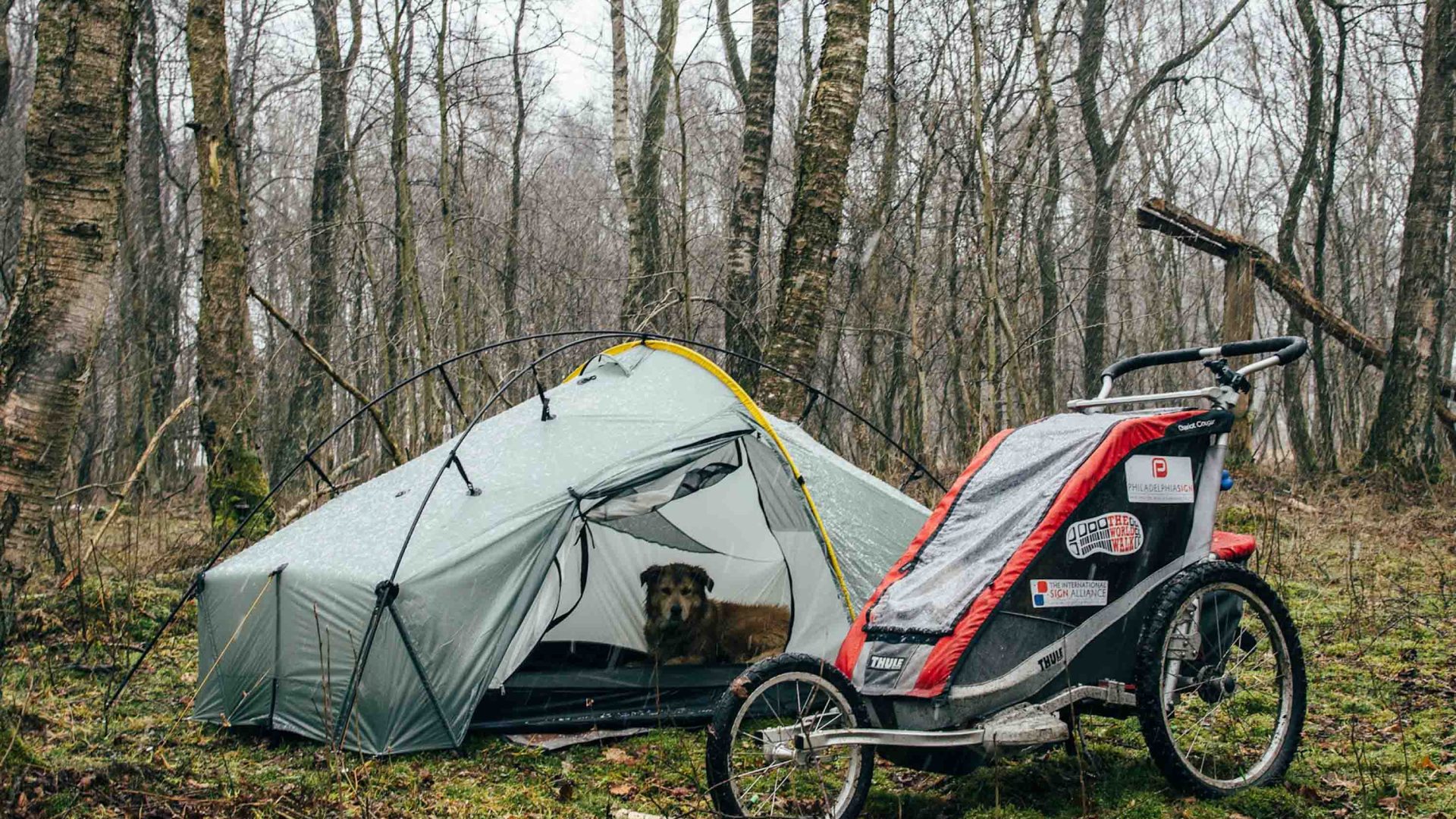 A tent and dog carrier in a forest.