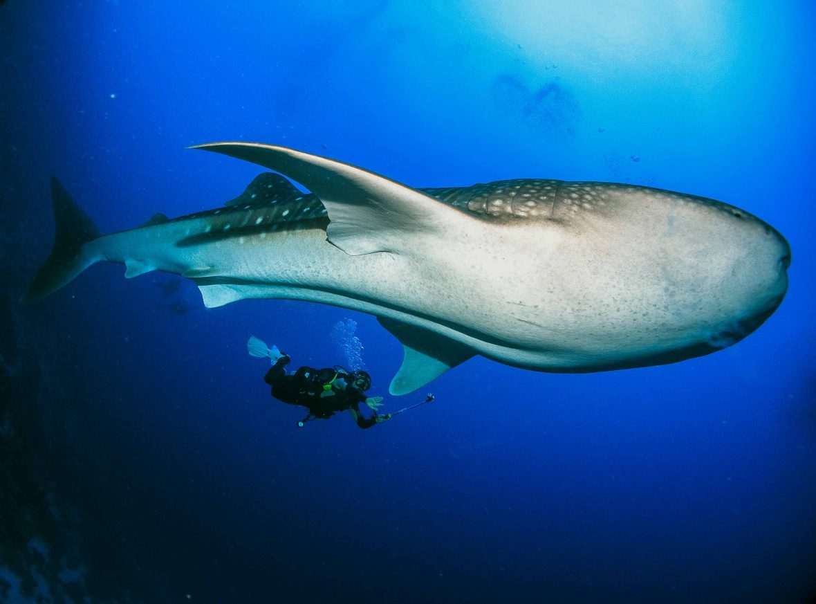 A diver near the bottom of a whale shark in blue water.