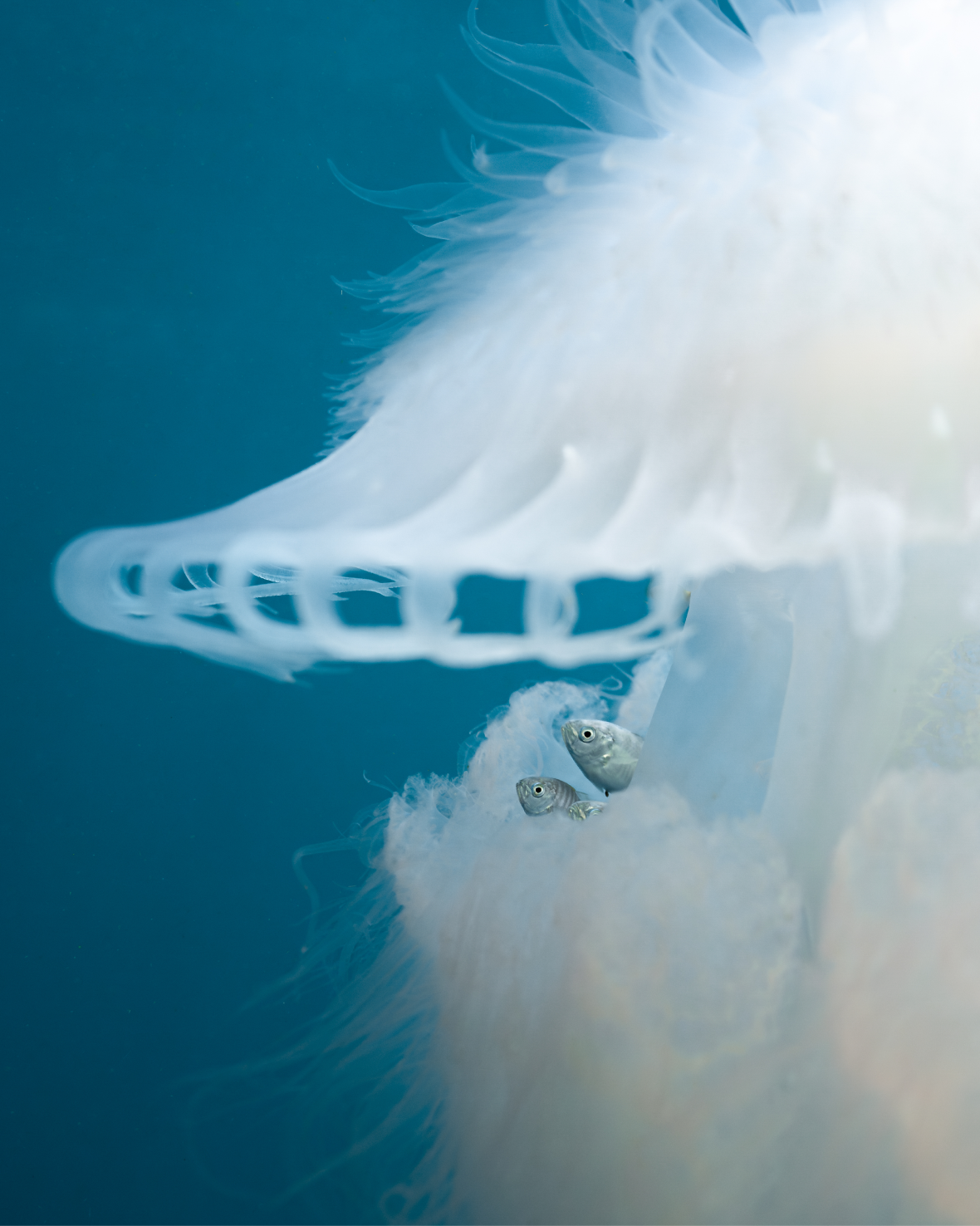 fish hiding beneath the belly of a jellyfish